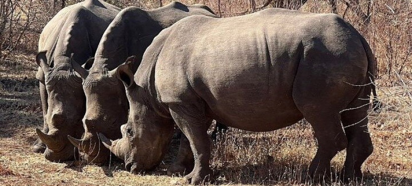 Rhino Walking Safari