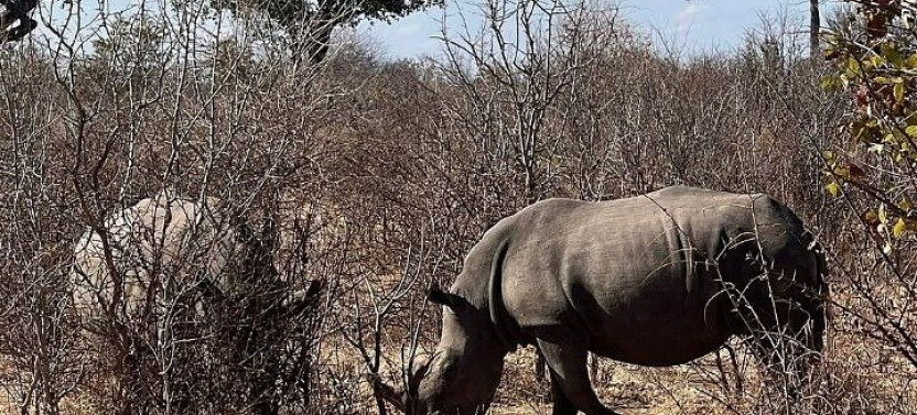 Rhino Walking Safari