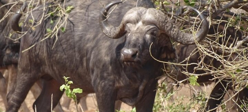 Game Drive and Short Rhino Walk