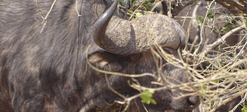 Game Drive and Short Rhino Walk