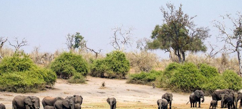 Chobe Day Trip