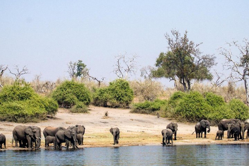 Chobe Day Trip with Morning Game Drive, Lunch and a River Safari Cruise