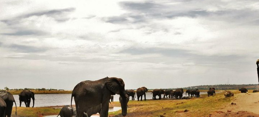 Chobe Day Trip