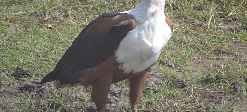 Birding Safari Tour in Mosi oa Tunya National Park