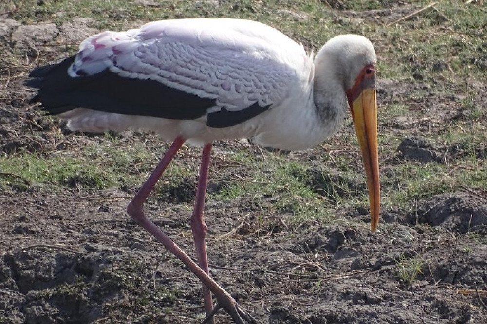 Birding Safari Tour in Mosi oa Tunya National Park