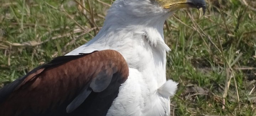 Birding Safari Tour in Mosi oa Tunya National Park