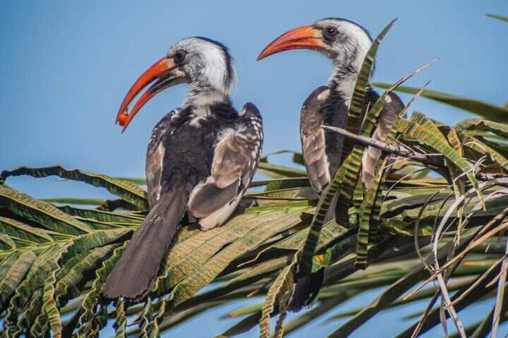 Arnolubi Safaris & Tours