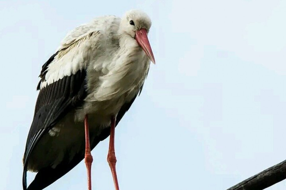 Arnolubi Safaris & Tours