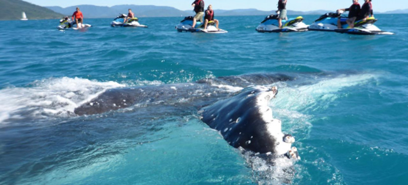 Airlie Adventure Jetski Tour