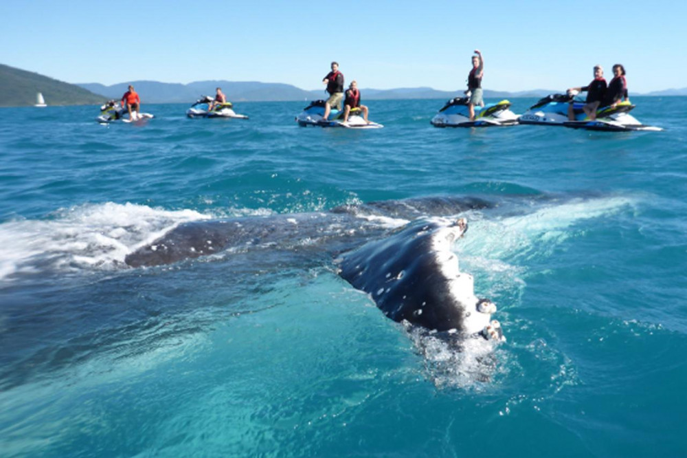 Whitsunday Jetski Tours