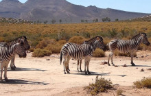 African Okapi Tours & Travel4