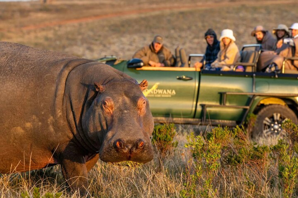 Half-Day Big 5 Aquila Private Game Reserve Tour