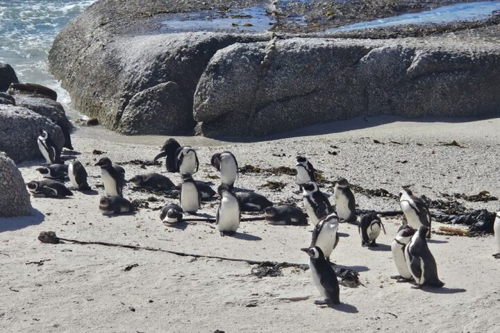 Table Mountain, Boulder's Beach, and Cape Point Private Tour