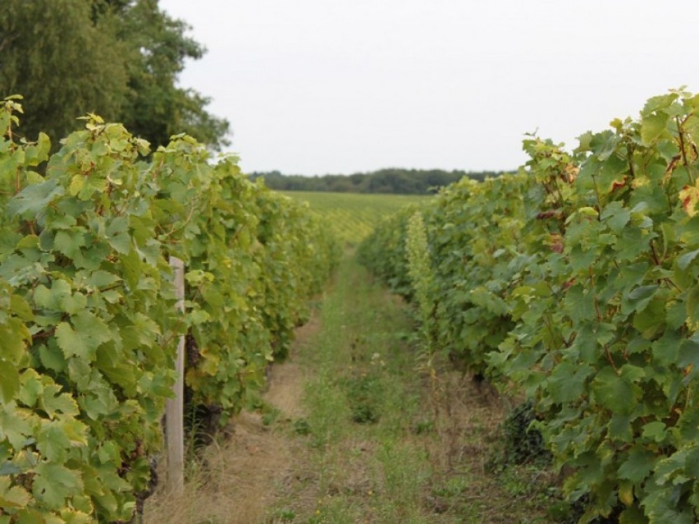 Private Loire Valley Must Taste: Vouvray + Bourgueil + Chinon - Tours ...