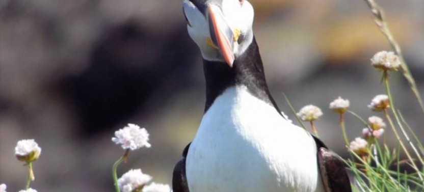 4 Day Mull, Isle of Iona & West Highlands Tour from Edinburgh