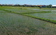 Green Bikes Bali6