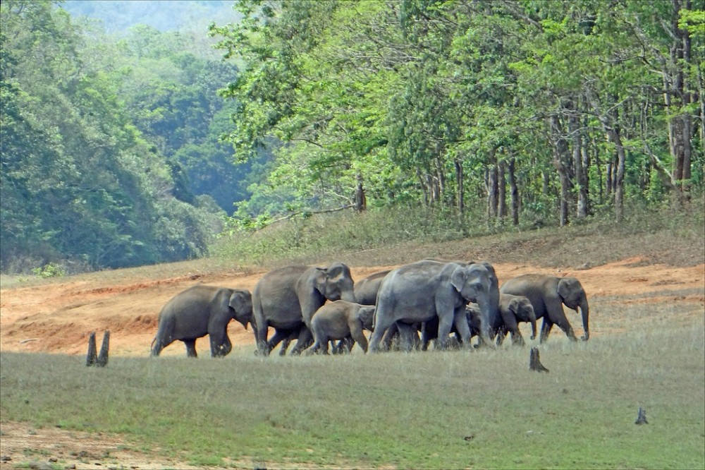 case study on periyar national park