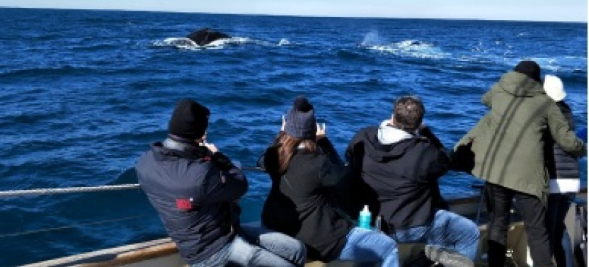 Whale & Sail - Whale Watching Cruise