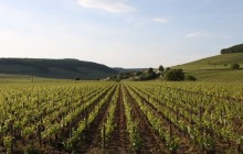 Private Côte de Beaune Burgundy Wine Tour