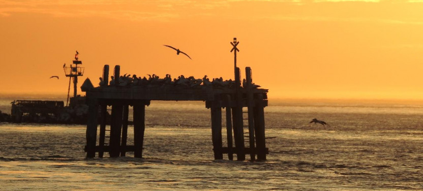 Twilight Seal and Dolphin Swim Tour (Summer/Daylight Savings Only)