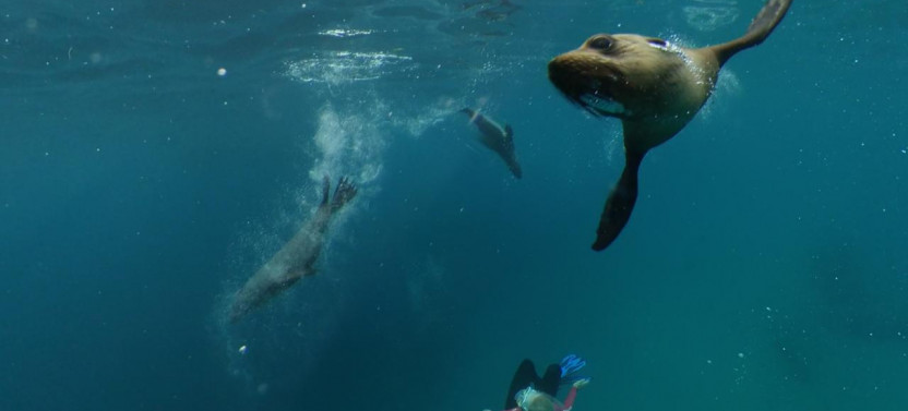 Twilight Seal and Dolphin Swim Tour (Summer/Daylight Savings Only)