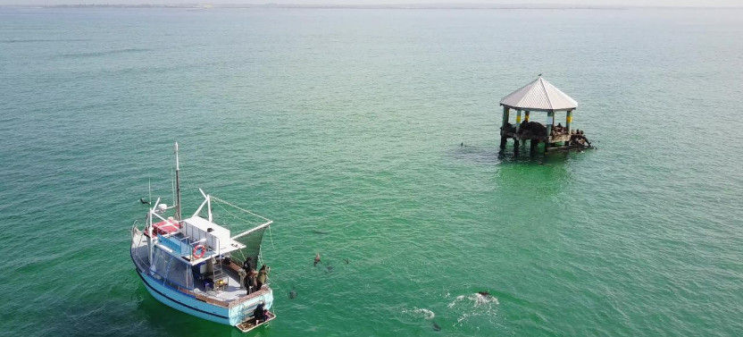 Wildlife Sightseeing Tour of Port Phillip Bay