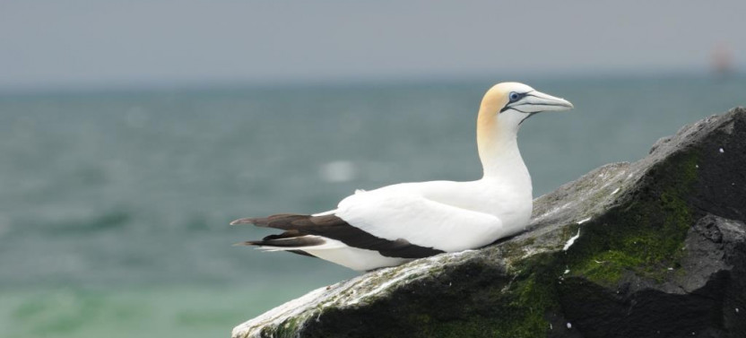 Wildlife Sightseeing Tour of Port Phillip Bay