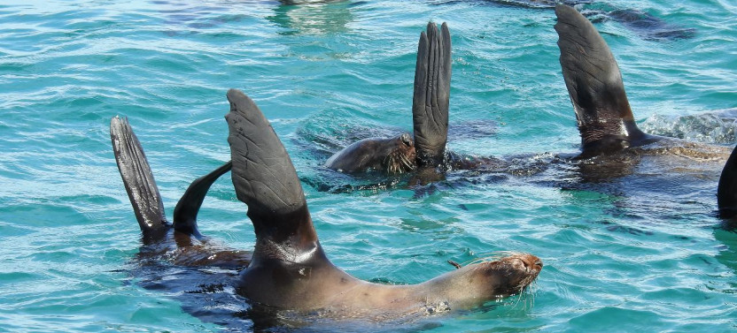 Wildlife Sightseeing Tour of Port Phillip Bay