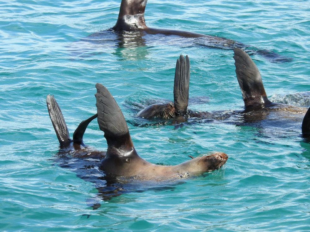 Wildlife Sightseeing Tour of Port Phillip Bay