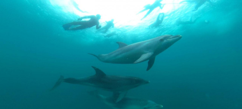 Seal and Dolphin Swim Tours