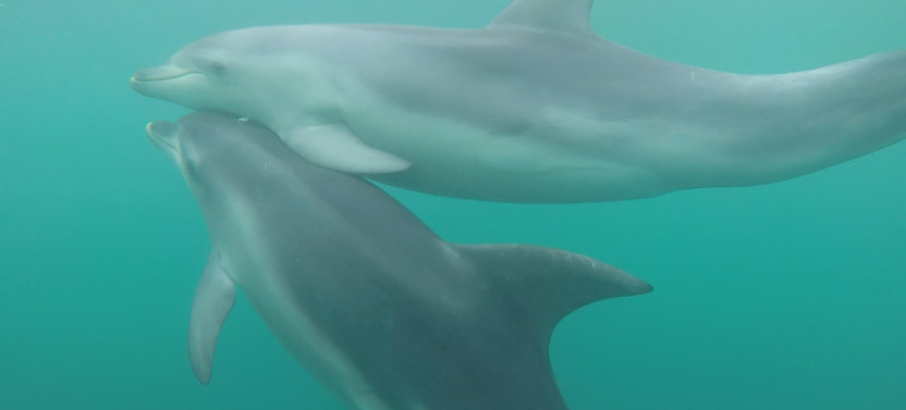 Seal and Dolphin Swim Tours