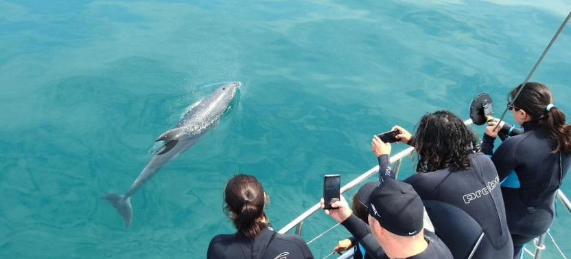 Seal and Dolphin Swim Tours