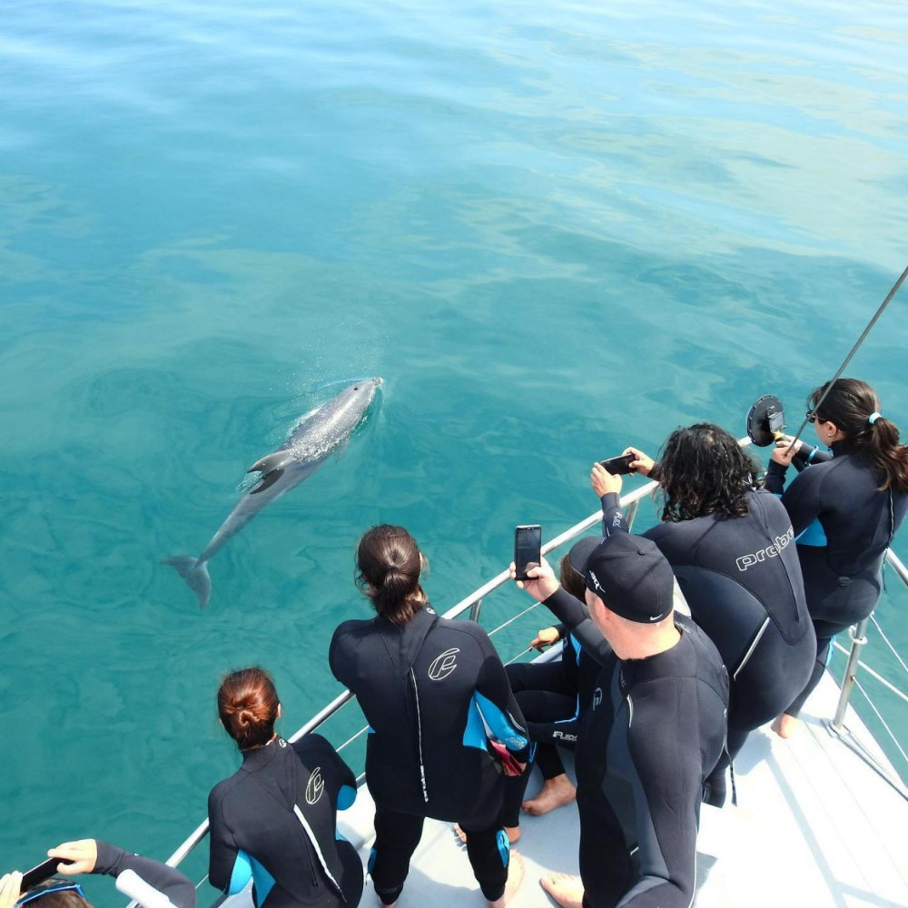 Seal and Dolphin Swim Tours