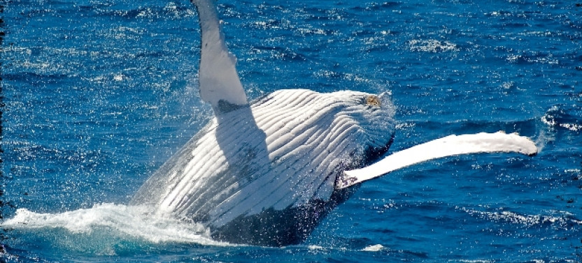 Whale Watching Day Cruise