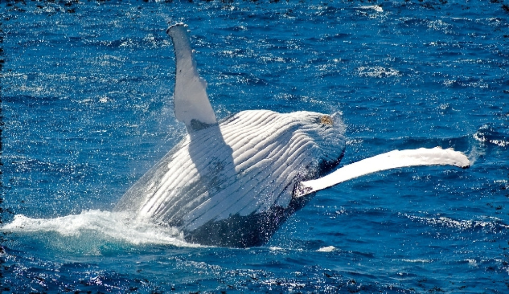 Whale Watching Day Cruise