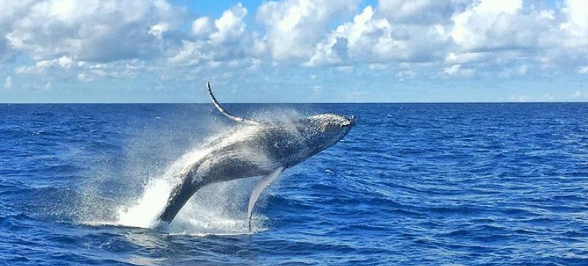Whale Watching Day Cruise