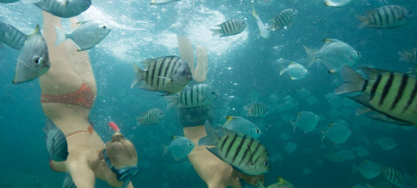 Snorkel the Wrecks Day Cruise