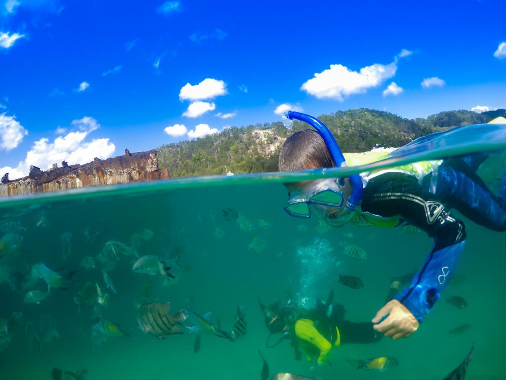 Snorkel the Wrecks Day Cruise with Dolphin Feeding