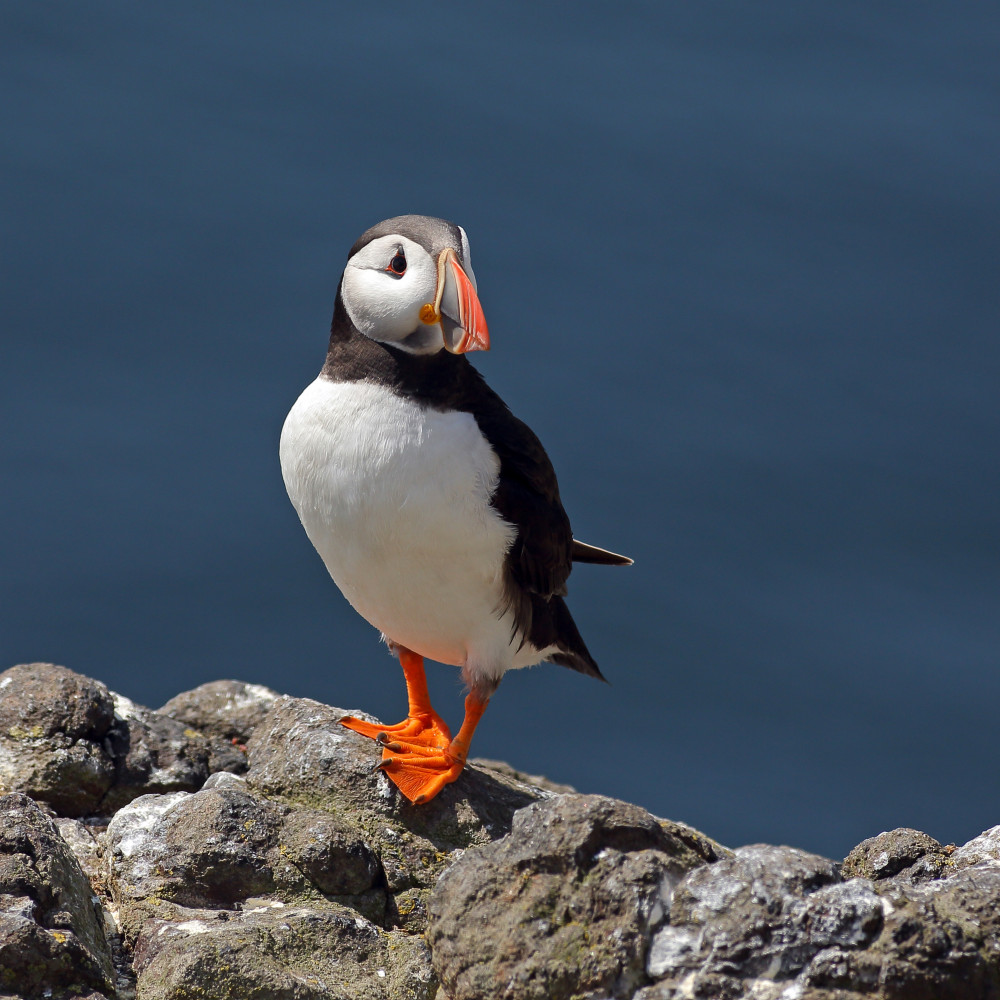 North East Coastal Trail Small-Group Day Tour from Aberdeen