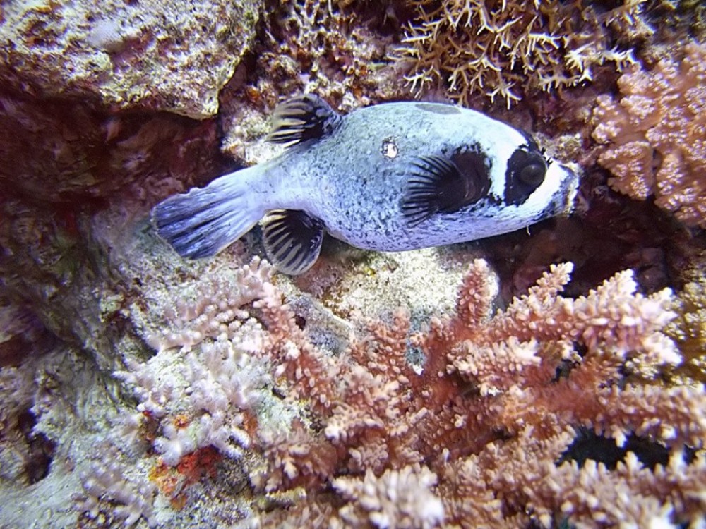 Muhammad Fish Ras Muhammad National Park Sights & Attractions - Project Expedition