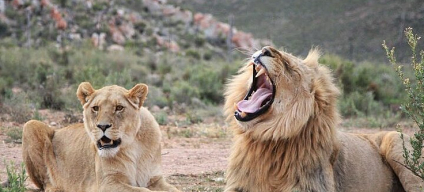 Aquila Game Reserve Safari With Wine Tasting, Transport & Lunch