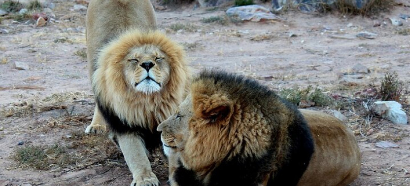 Aquila Game Reserve Safari With Wine Tasting, Transport & Lunch