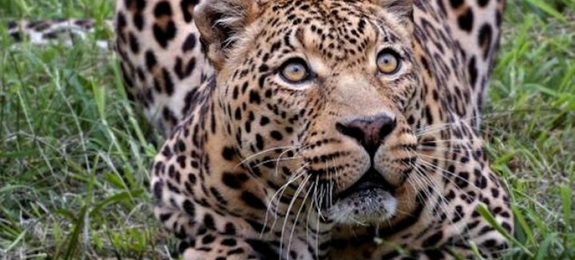Aquila Game Reserve Safari With Wine Tasting, Transport & Lunch