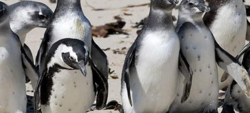 Private Tour: Robben Island & Cape Point in Cape Town