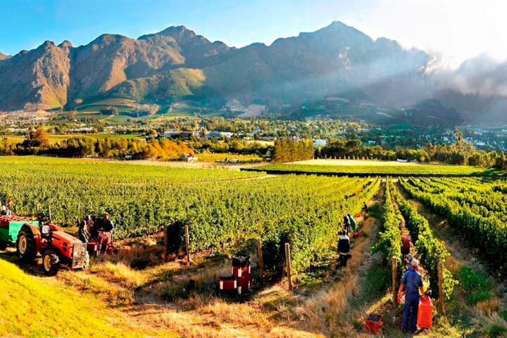 Private Tour Of 3 Top Winelands With Wine Tasting From Cape Town