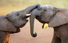 shine the way tours1