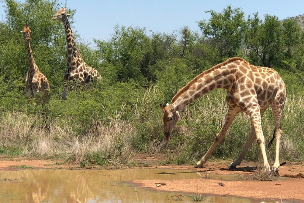 Open Safari in Pilanesberg National Park from Johannesburg