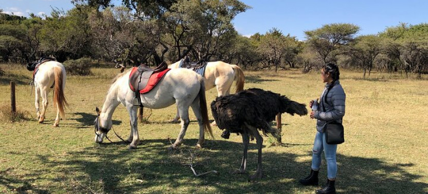 Horseback Safari from Johannesburg