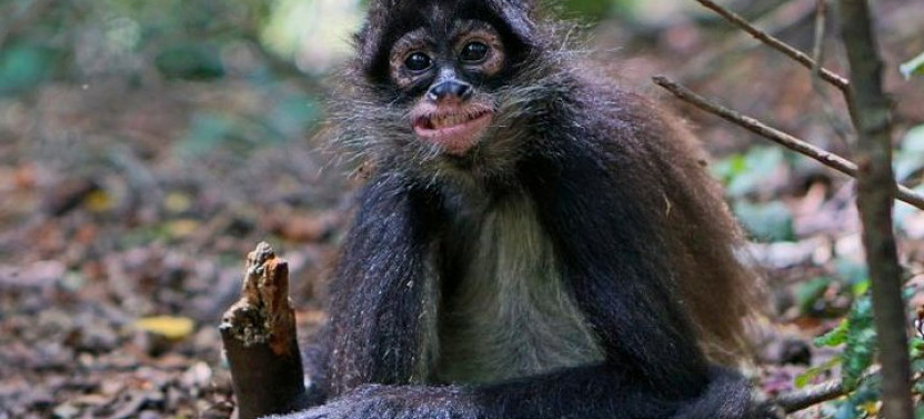 Elephant & Monkey Sanctuary Tour from Johannesburg