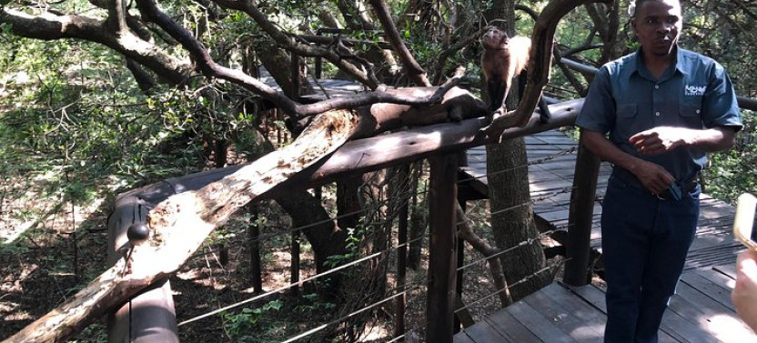 Elephant & Monkey Sanctuary Tour from Johannesburg